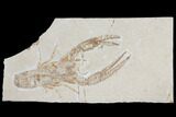 Cretaceous Lobster (Pseudostacus) Fossil - Lebanon #112655-1